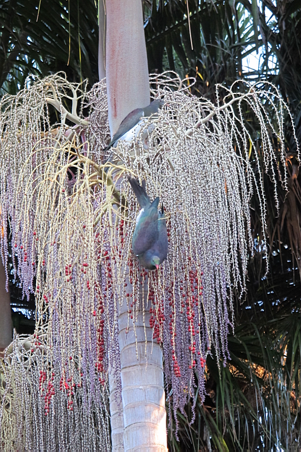 Wood pigeons feeding on bangalow berries.