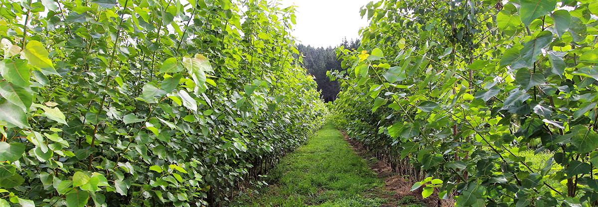 Two rows of poplar trees with green leaves.