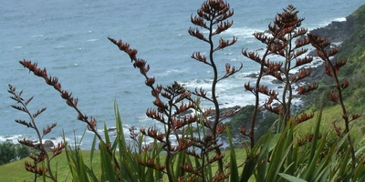 Flax (Harakeke | Phormium tenax).