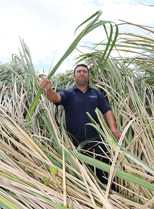 Man standing in large clump of Manchurian rice grass.