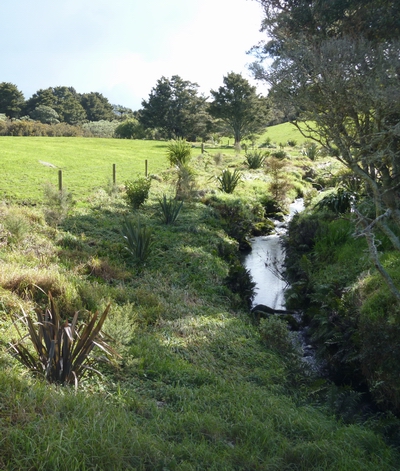 Fenced and planted riparian waterway. 