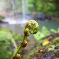 Ngā Mahere Iwi/Hapū mō ngā Take Taiao — Iwi/Hapū Environmental Management Plans