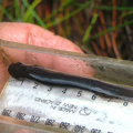 Black mudfish
