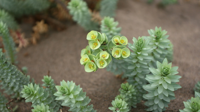 Sea spurge