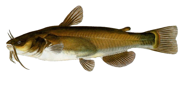 Brown Bullhead Catfish.