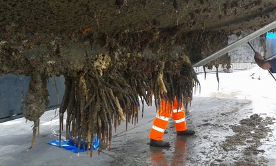 Infestation of fanworm on a boat's hull.