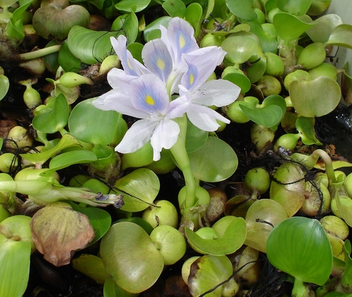 Water hyacinth (Photo Annie Lamb).