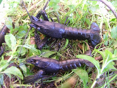 Freshwater crayfish or koura. 