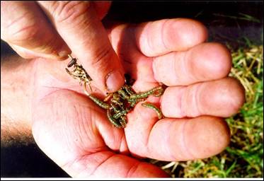 Tropical grass webworm.