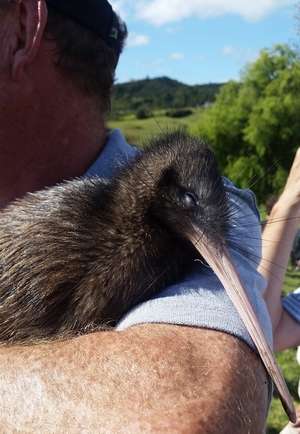 Kiwi resting on man's arm.