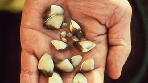 Asian Clam 01 Photo Credit USGS