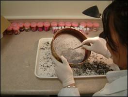 Technician sorting sediment samples.