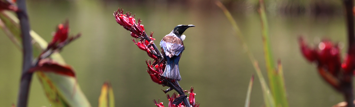 Tui on flax with red flowers.